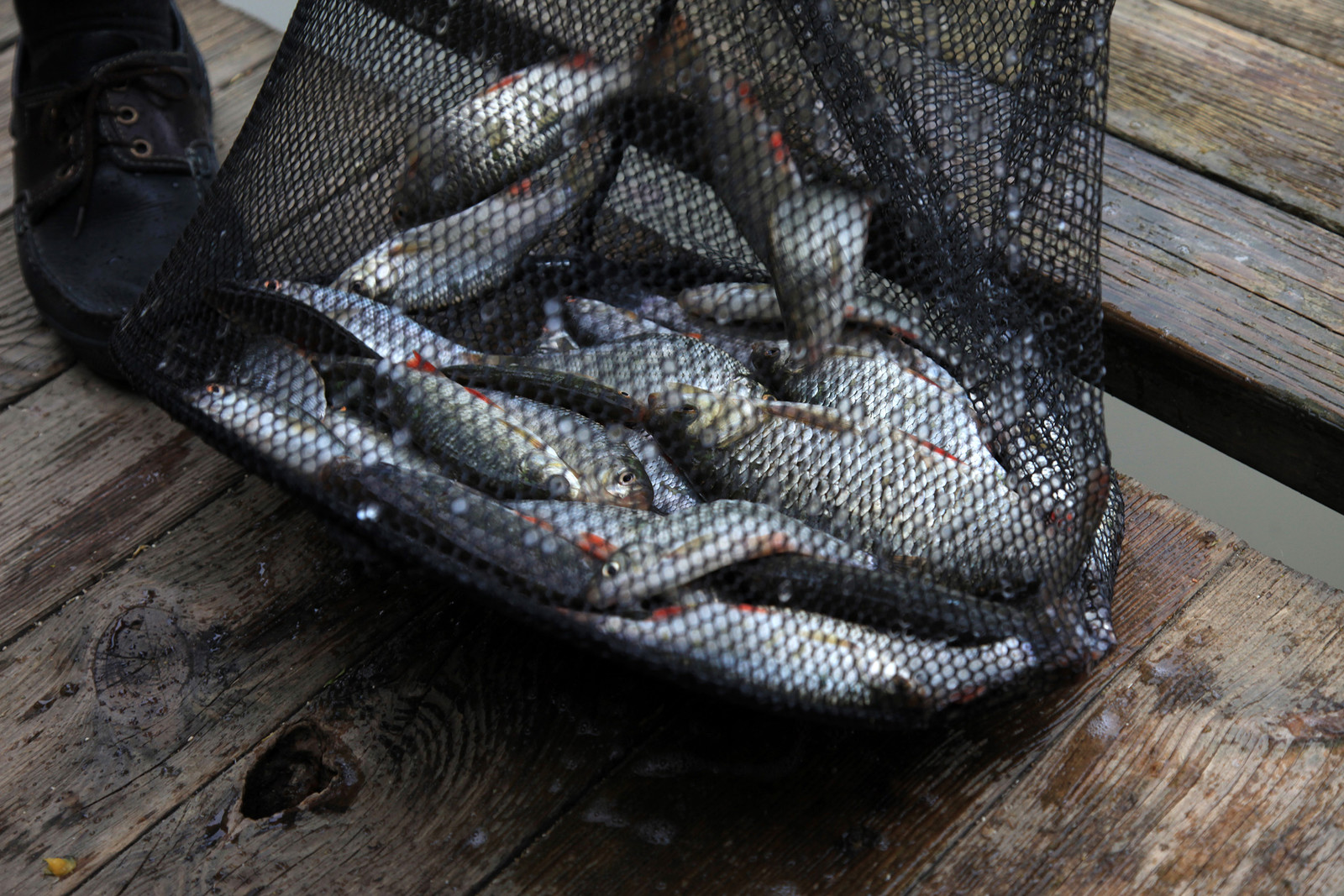 Ouverture de la pêche : le paradis en Mayenne
